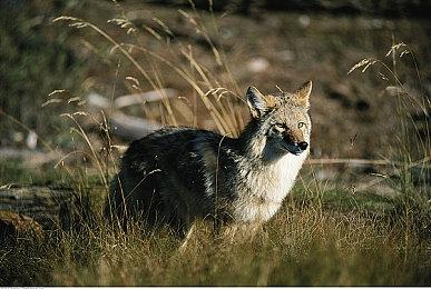 《漫威蜘蛛侠2》主线时长大约17个小时